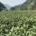 安吉白茶，高山白茶