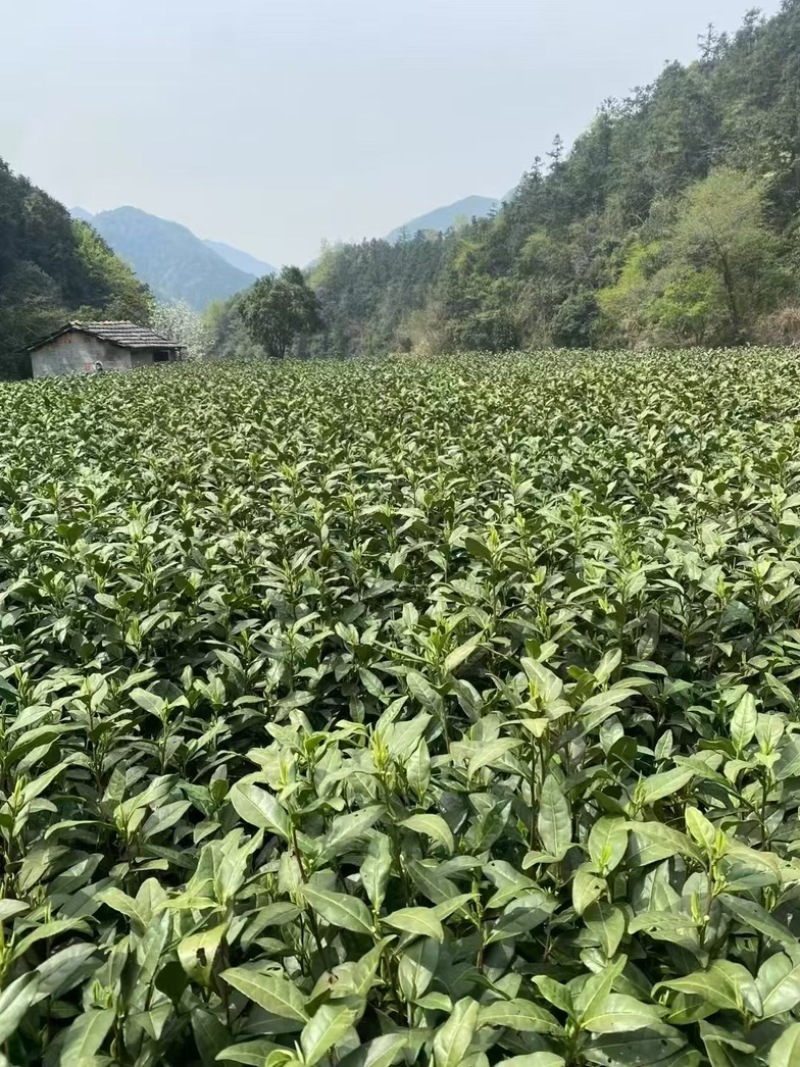 安吉白茶，高山白茶