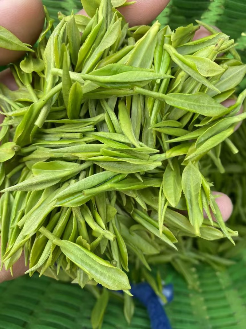 安吉白茶，高山白茶