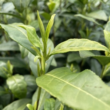安吉白茶，高山白茶