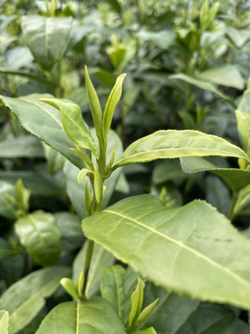 安吉白茶，高山白茶