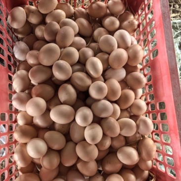 纯粮食散养土鸡蛋
