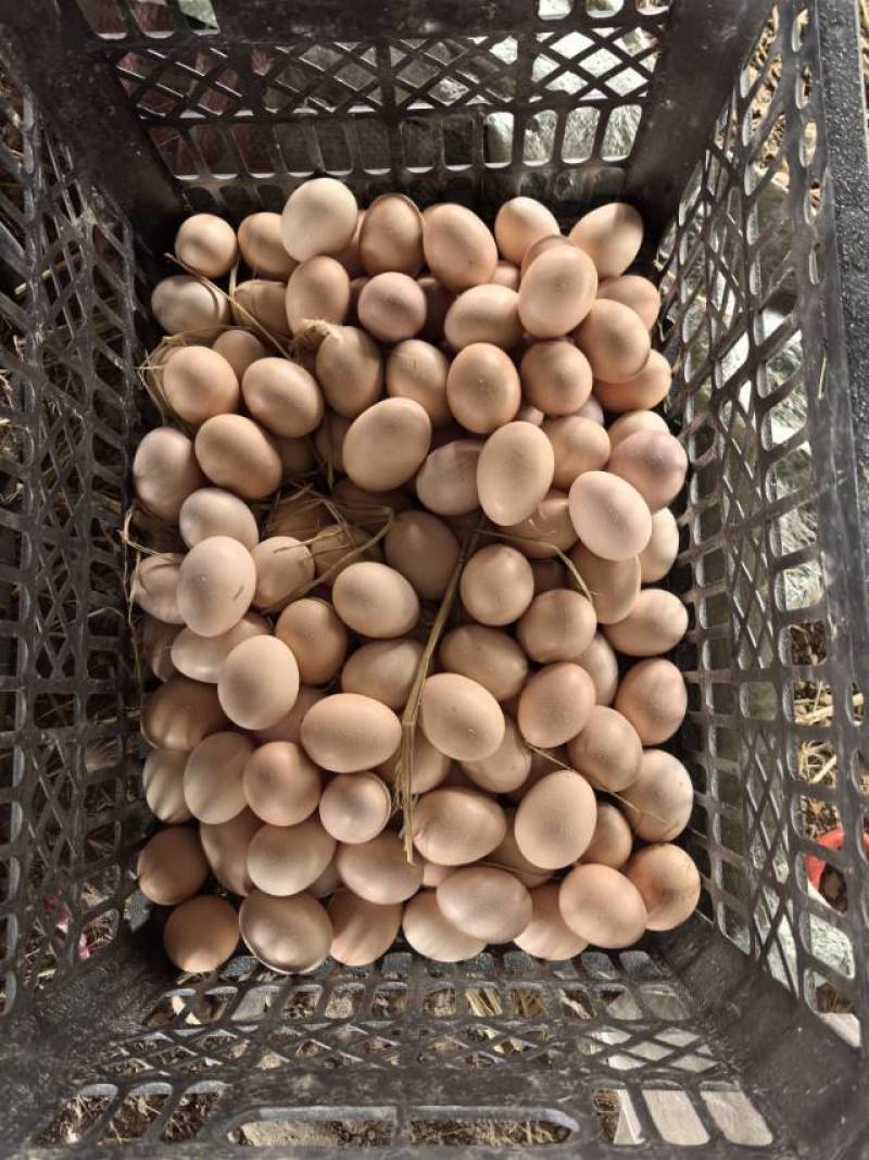纯粮食散养土鸡蛋