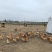 纯粮食散养土鸡蛋