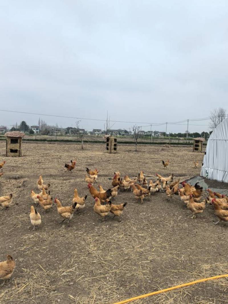 纯粮食散养土鸡蛋