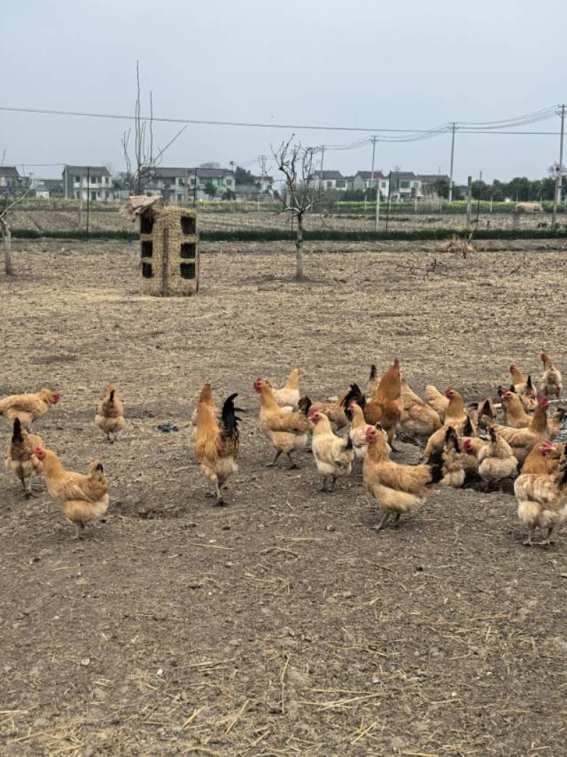 纯粮食散养土鸡蛋