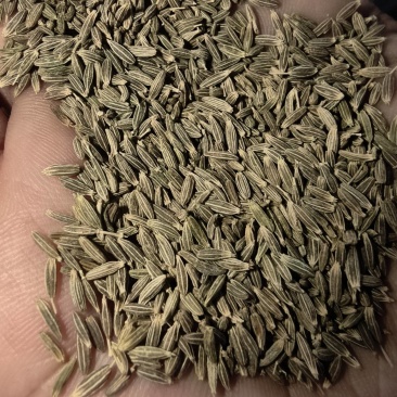新疆优质孜然粒