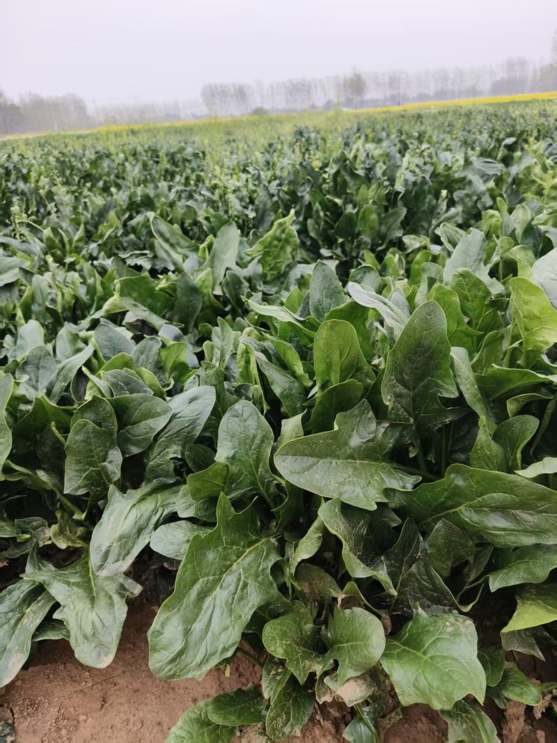 我有800亩菠菜。