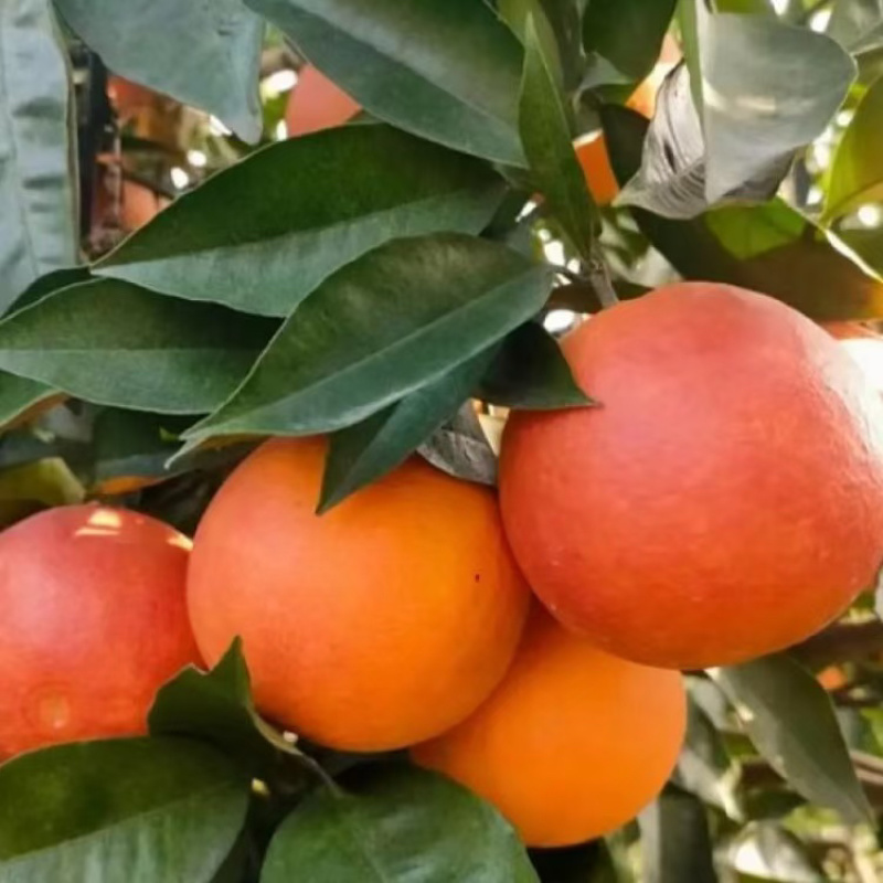 二月红橙子/湖北宜昌秭归产区直发/货源充足/大量有货