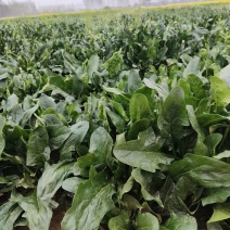 我有800亩菠菜。