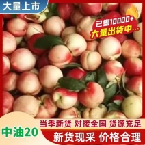 中油20号油桃，湖北中油油桃，大量上市欢迎来电咨询