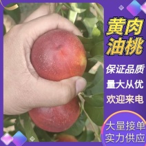 湖北随州随县各种黄肉油桃，精品果，通货，电商果