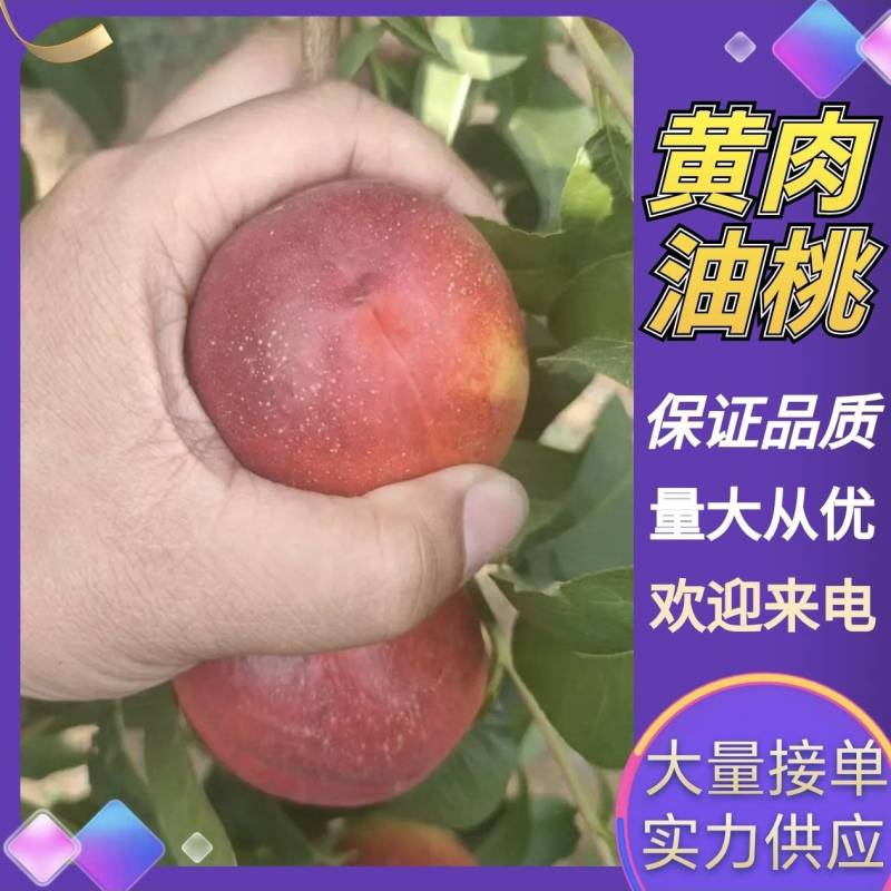 湖北随州随县各种黄肉油桃，精品果，通货，电商果