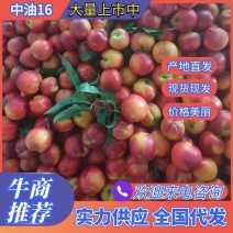 中油16号油桃，湖北油桃，中油油桃，大量接单产地直发