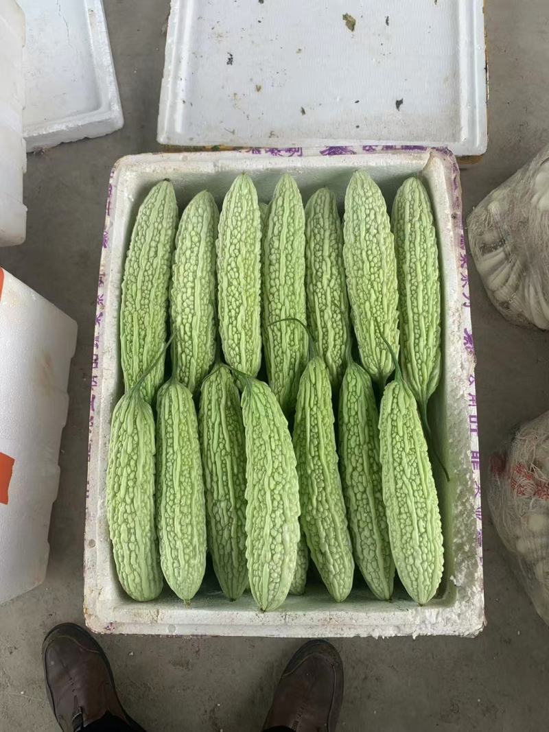 苦瓜