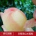 【1箱起售】5两8只慈风无锡阳山水蜜桃水密桃早桃白凤湖景