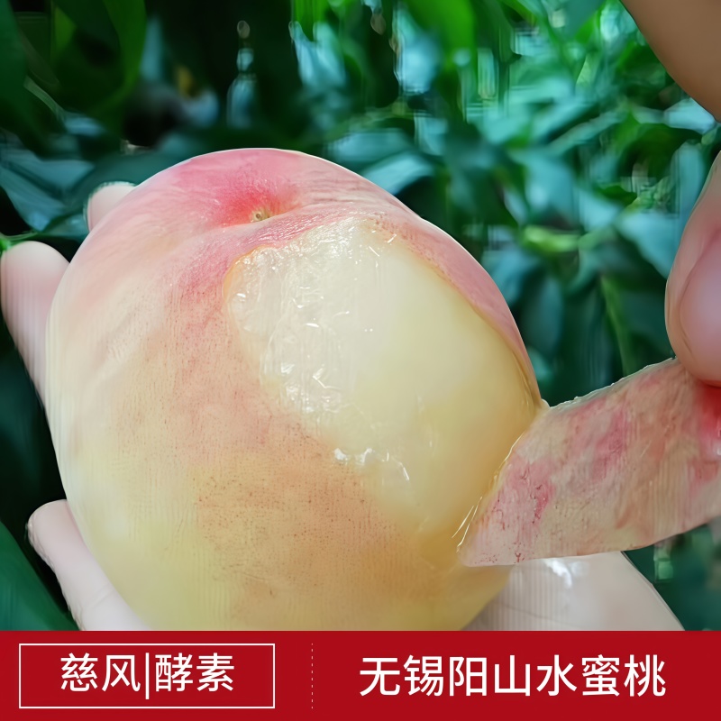 【1箱起售】5两8只慈风无锡阳山水蜜桃水密桃早桃白凤湖景
