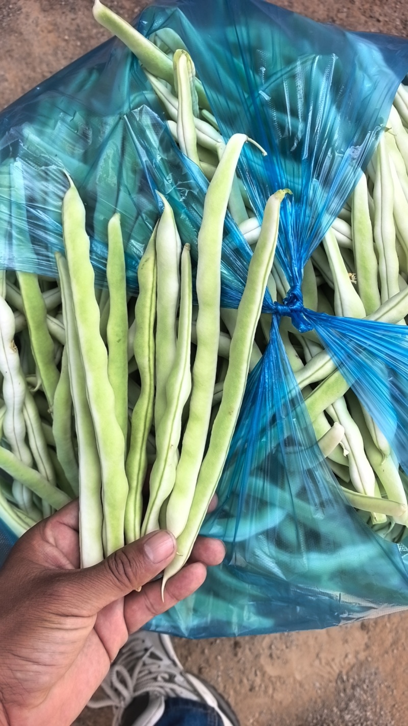 产地直发精品芸豆