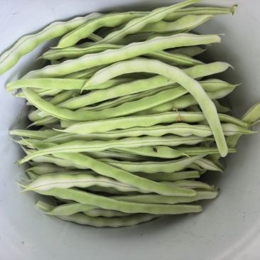 产地直发精品芸豆