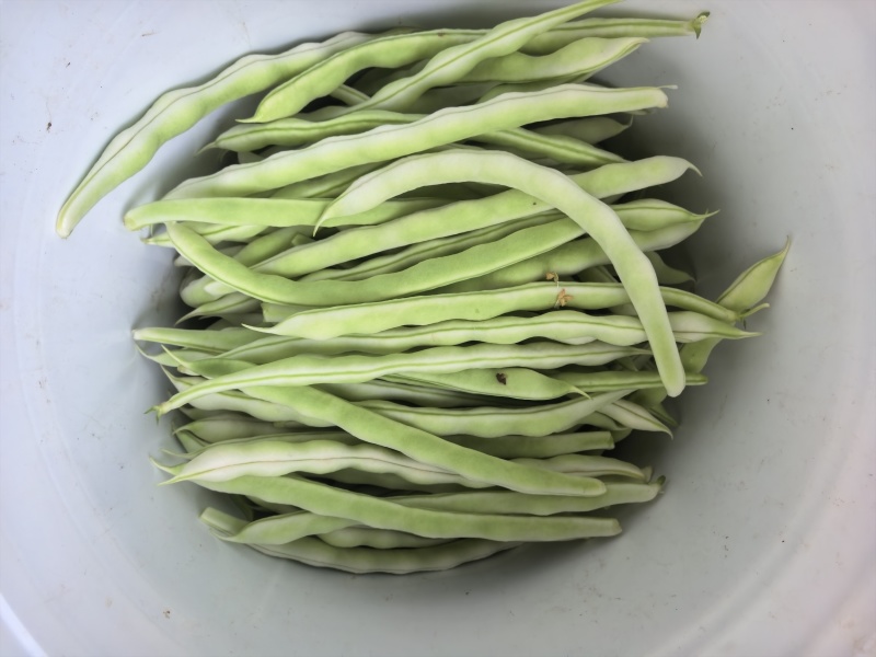 产地直发精品芸豆