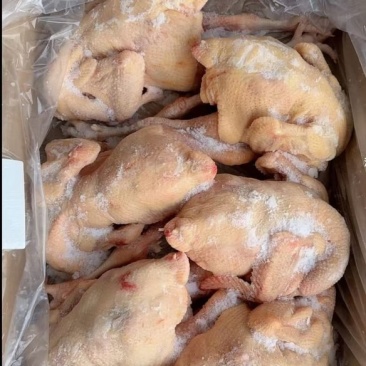 三黄鸡直腿盘腿5-13只规格齐全