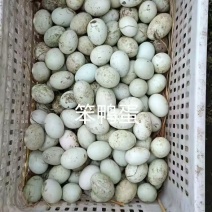 卖鱼池散养鸭蛋