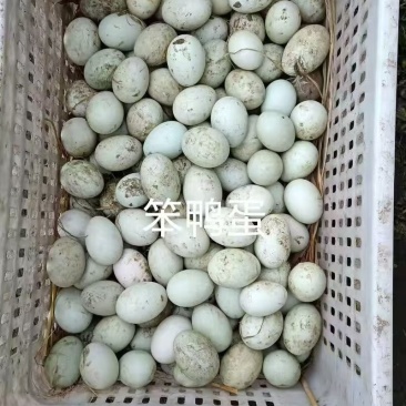 卖鱼池散养鸭蛋