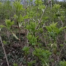 山野菜大量供货对接全国市场商超电商社区团购来电谈