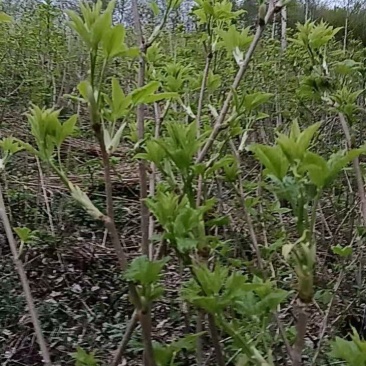 山野菜大量供货对接全国市场商超电商社区团购来电谈