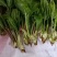 山野菜大量供货对接全国市场商超电商社区团购来电谈