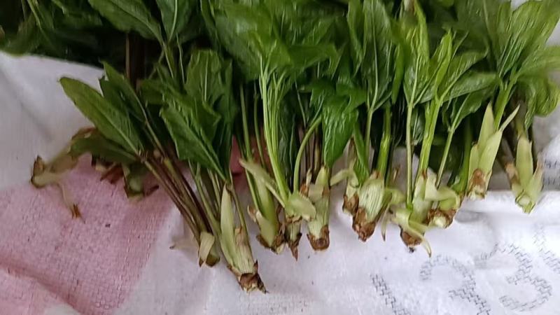山野菜大量供货对接全国市场商超电商社区团购来电谈