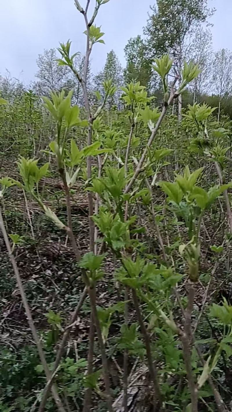 山野菜大量供货对接全国市场商超电商社区团购来电谈