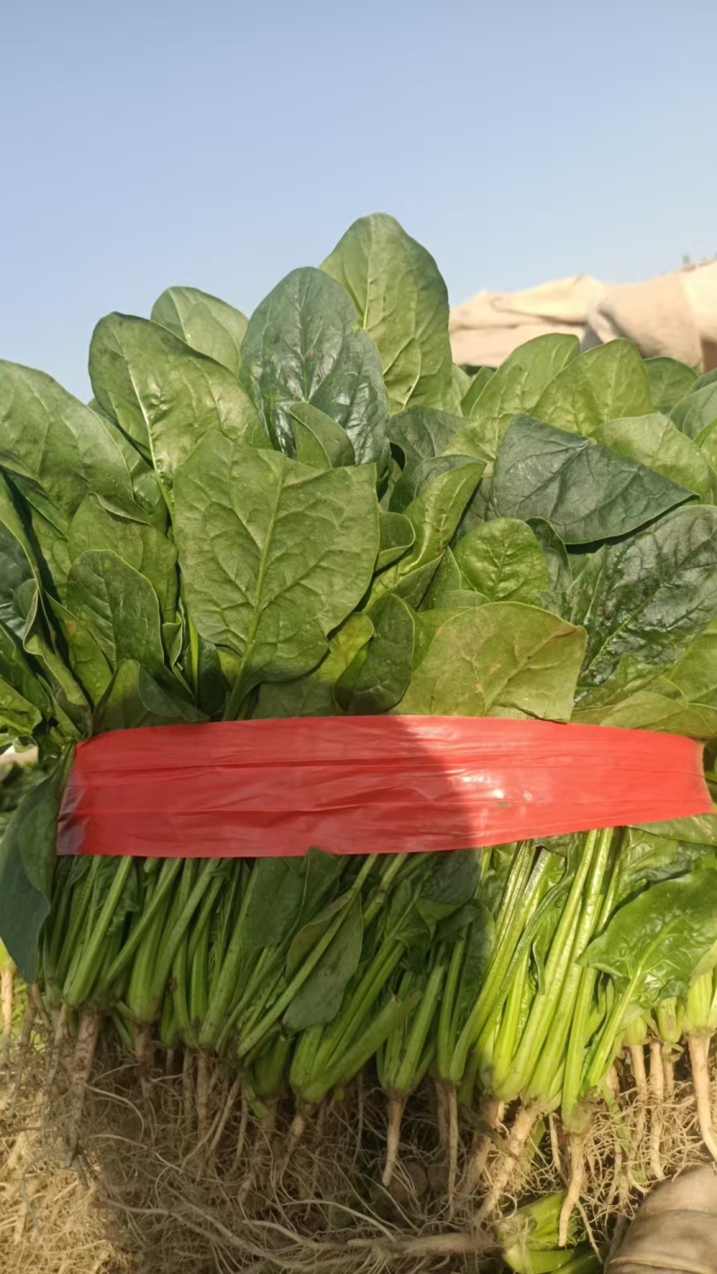 甘肃菠菜精品大叶菠菜全国发货对接电商市场商超