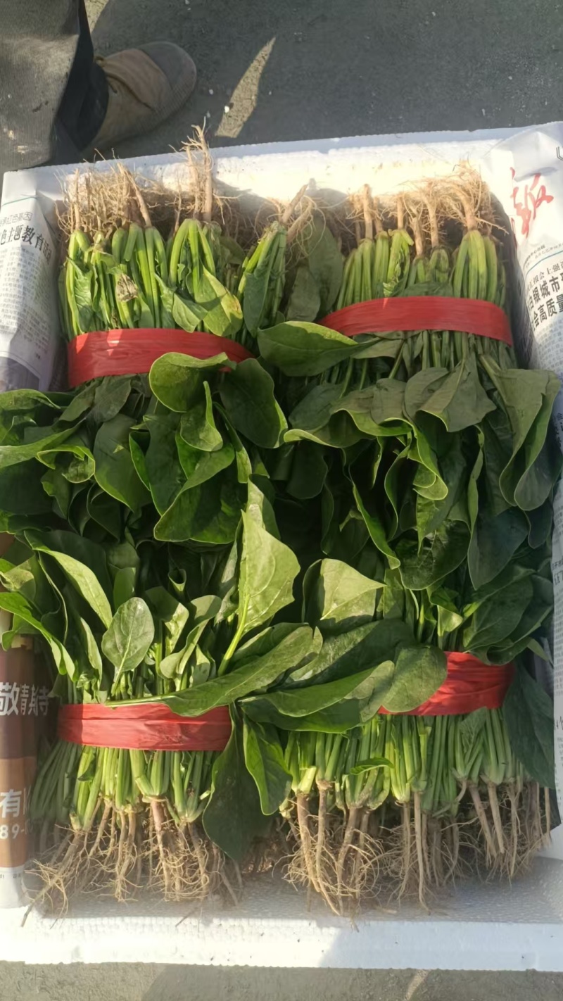 甘肃菠菜精品大叶菠菜全国发货对接电商市场商超