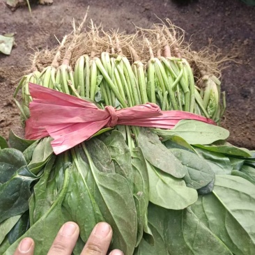 甘肃菠菜精品大叶菠菜全国发货对接电商市场商超