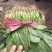 甘肃菠菜精品大叶菠菜全国发货对接电商市场商超