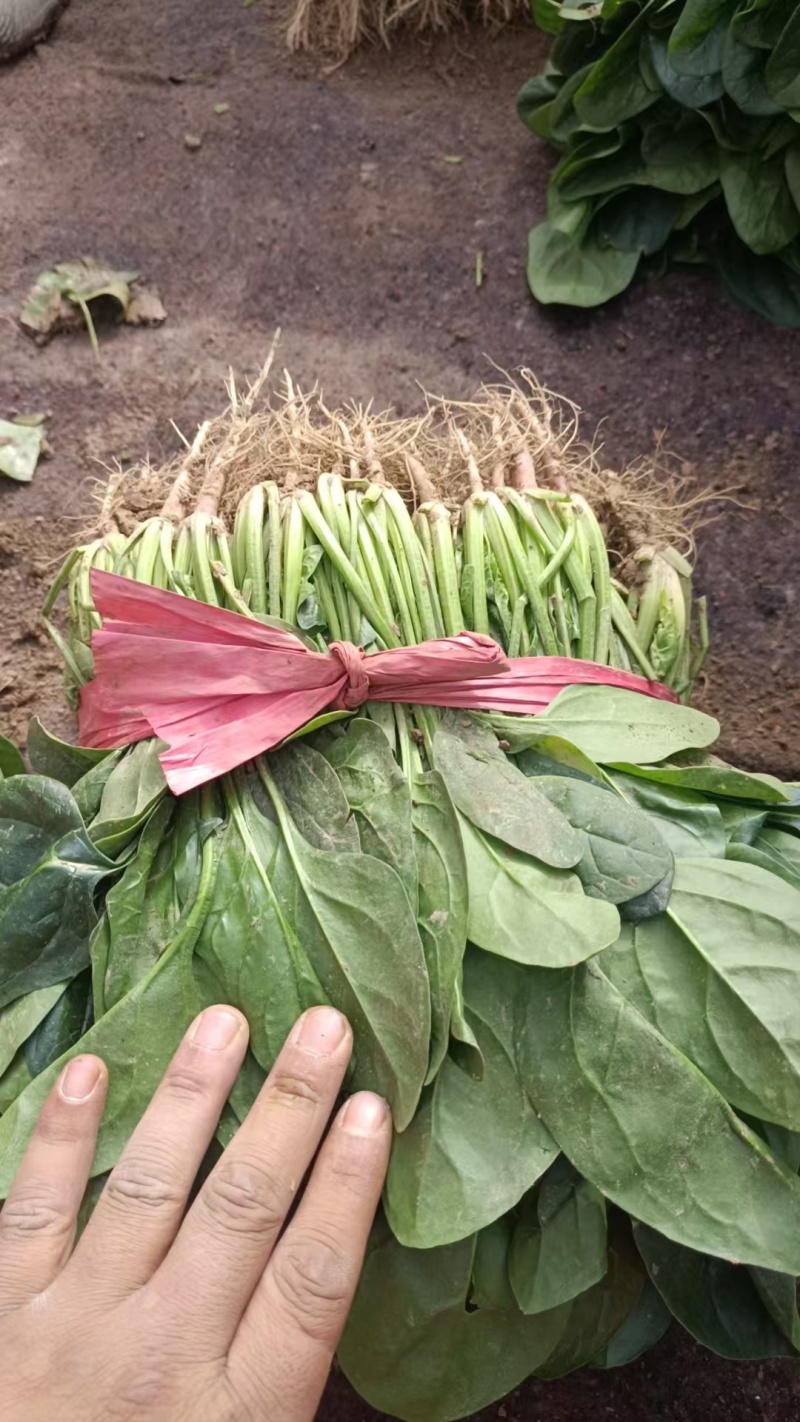 甘肃菠菜精品大叶菠菜全国发货对接电商市场商超