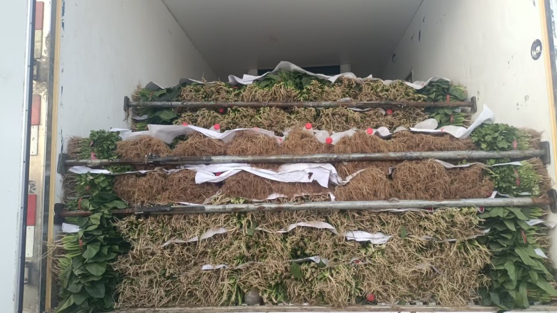 甘肃菠菜精品大叶菠菜全国发货对接电商市场商超