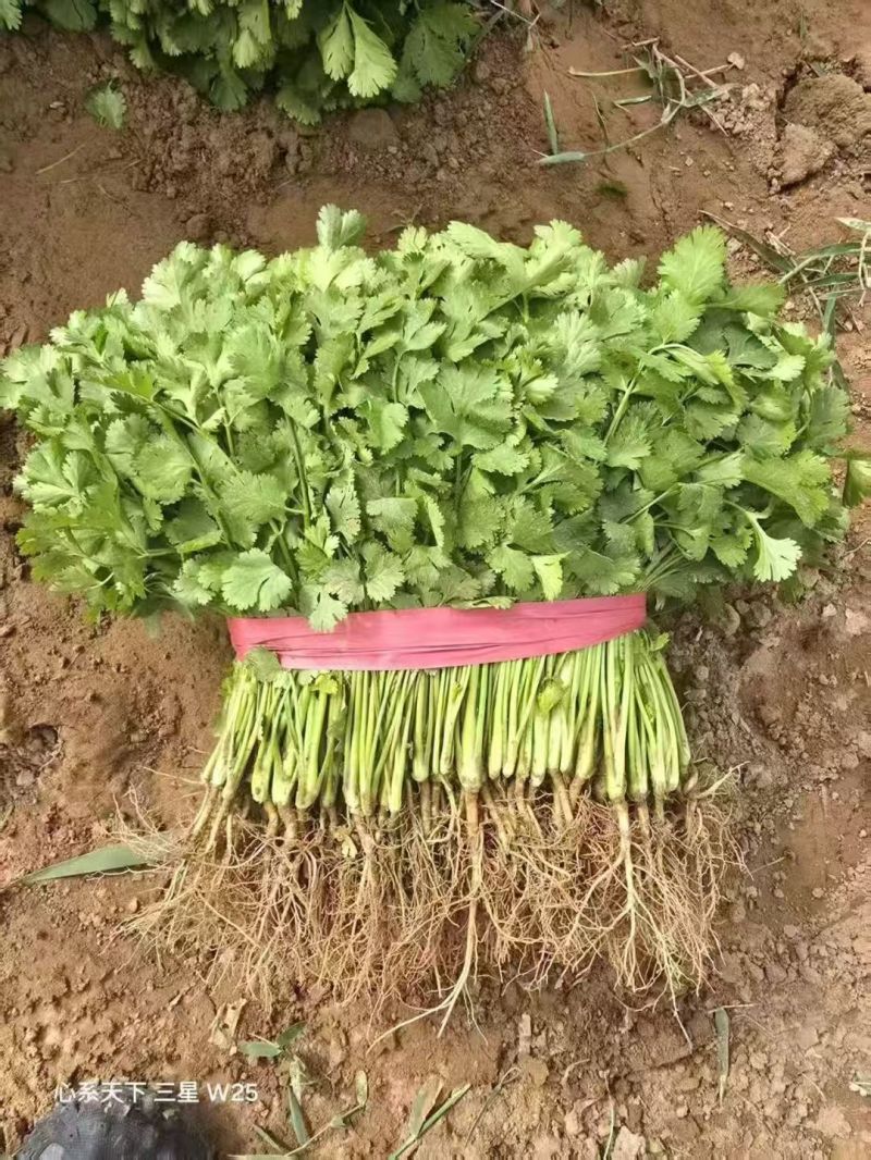甘肃铁杆青香菜基地一手货源全国发货保质保量视频看货
