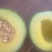 大棚网纹瓜