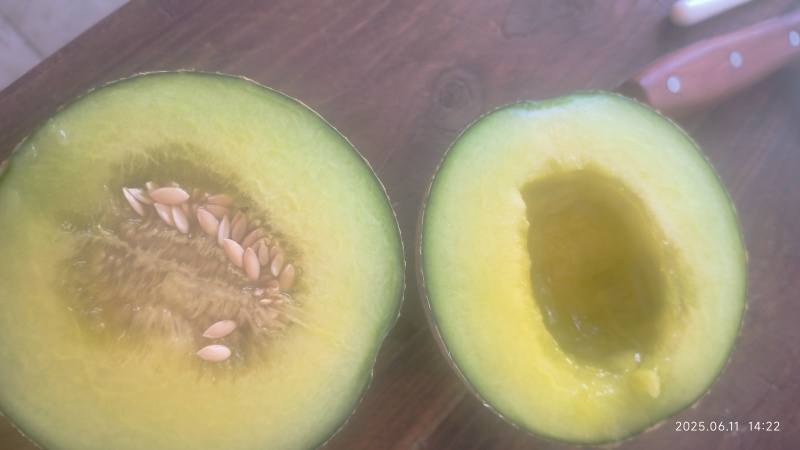 大棚网纹瓜