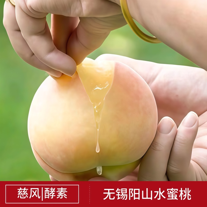 【1箱起售】5两8只慈风无锡阳山水蜜桃水密桃早桃白凤湖景