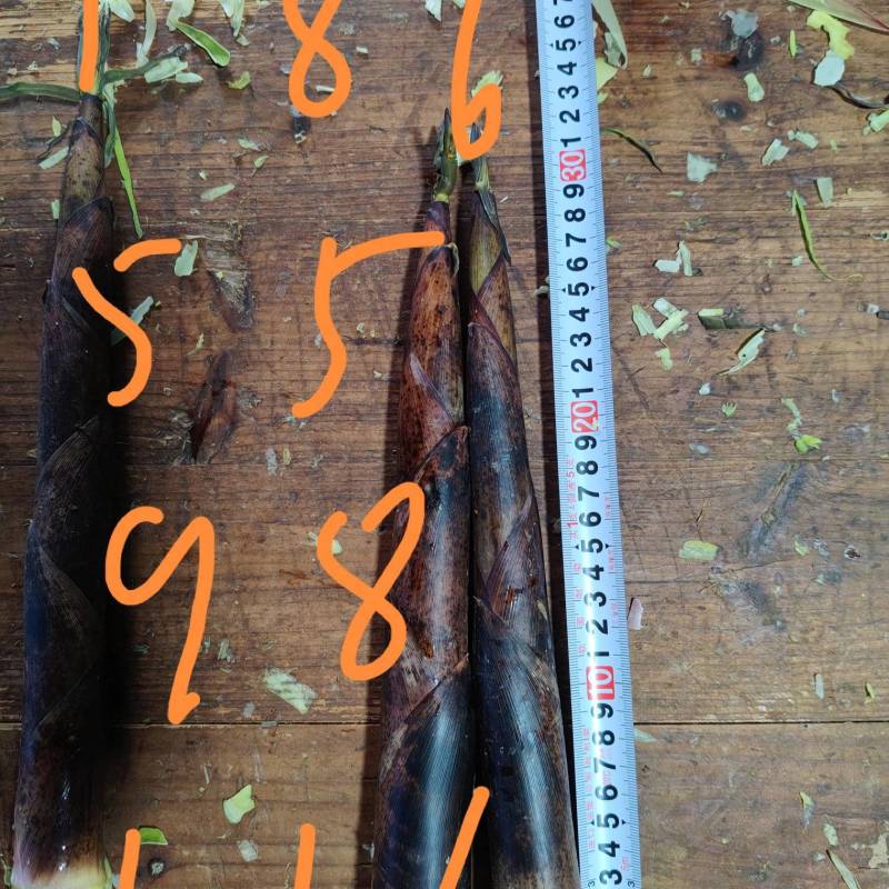 新鲜雷笋每天现采