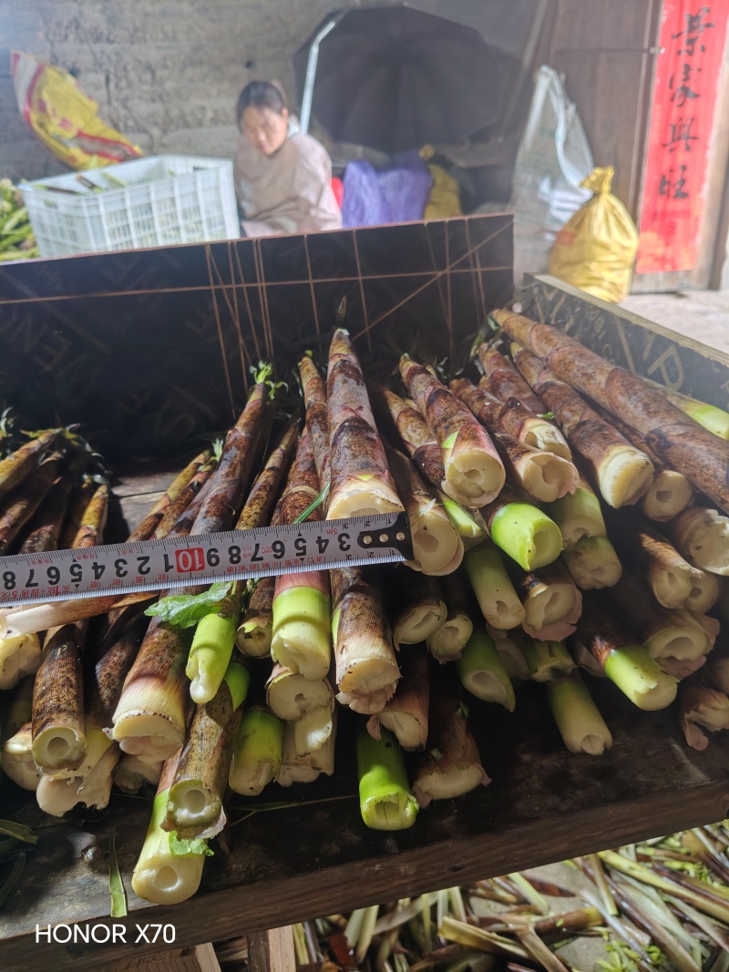新鲜雷笋每天现采