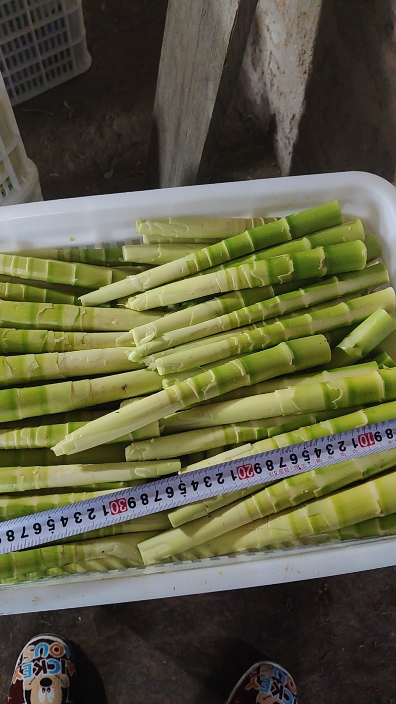 新鲜雷笋每天现采