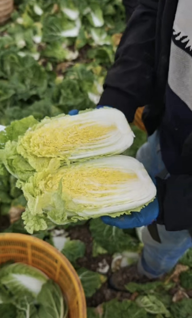 精品娃娃菜，产地直供，一手货源，可视频看货