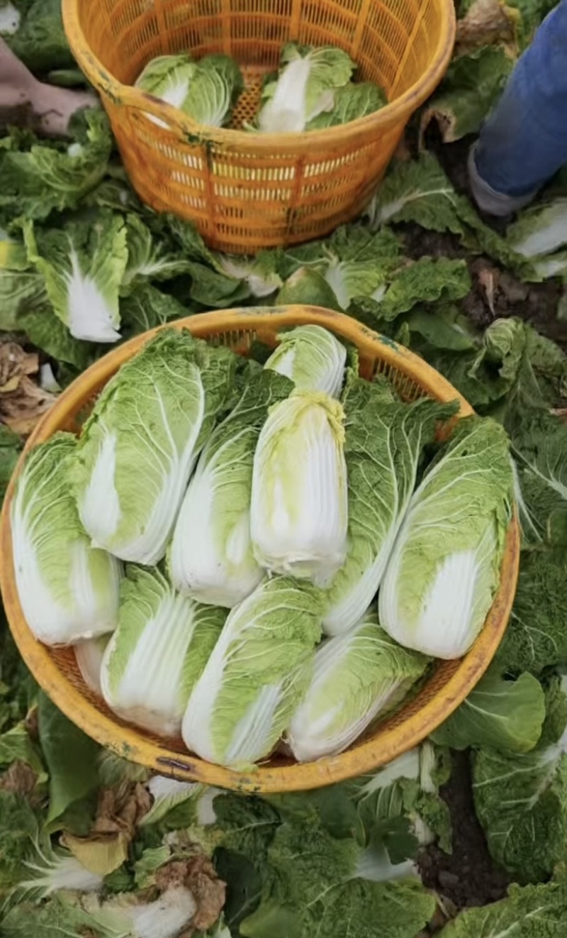 精品娃娃菜，产地直供，一手货源，可视频看货