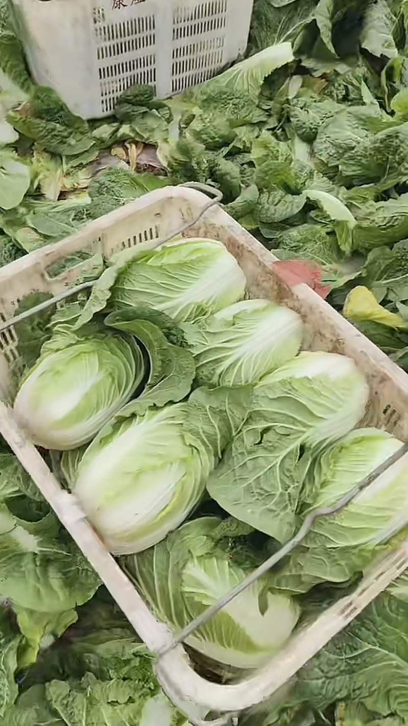 精品娃娃菜，产地直供，一手货源，可视频看货