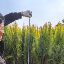 洒金柏量大批发零售洒金柏耐盐碱根系发达好成活