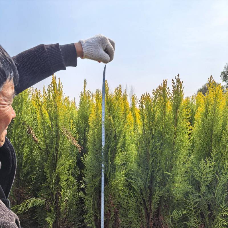 洒金柏量大批发零售洒金柏耐盐碱根系发达好成活